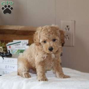 Aspen, Bich-Poo Puppy